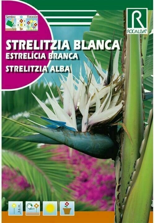 ARBOL STRELITZIA BLANCA ARBOL STRELITZIA BLANCA