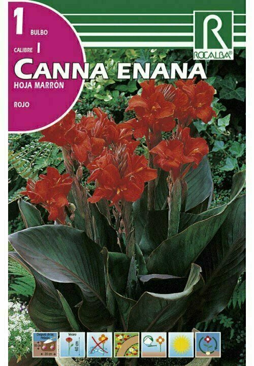 BULBOS CANNAS -ROJO
 BULBOS DE PRIMAVERA