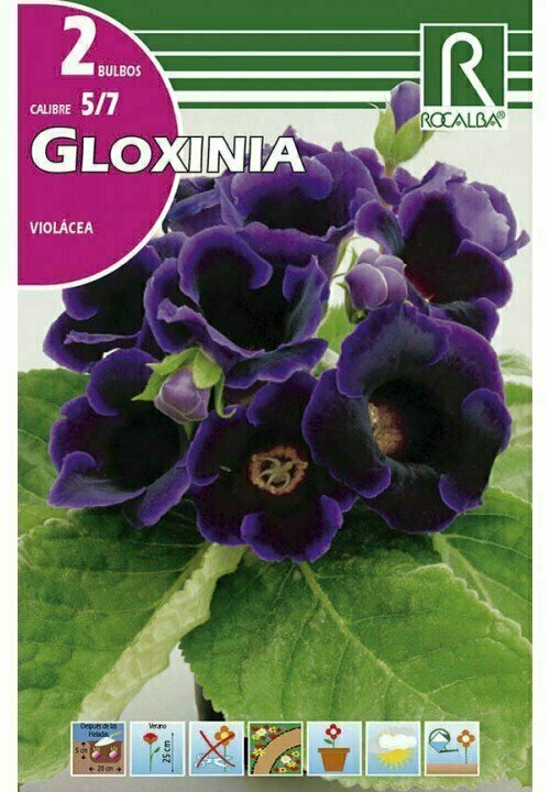 BULBOS VIOLACEA -VIOLETA


 BULBOS DE PRIMAVERA