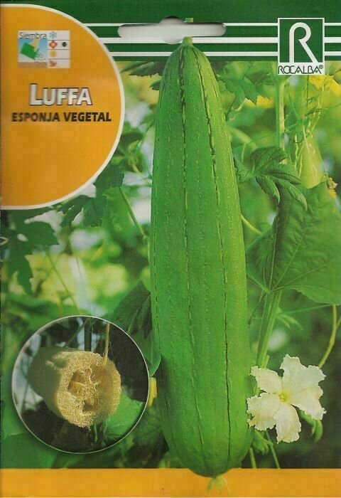 CALABAZA CALABAZA LUFFA (ESPONJA VEGETAL