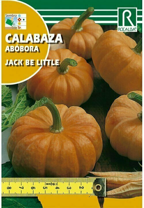 CALABAZA JACK BE LITTLE