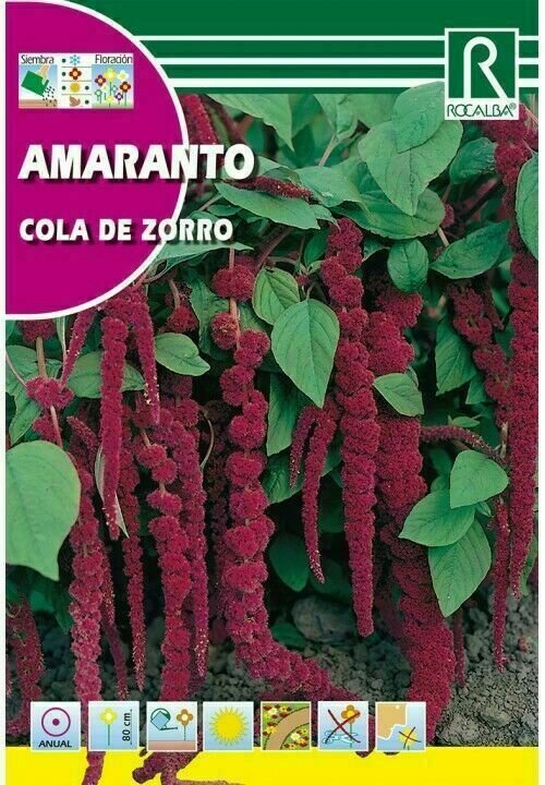 FLORES AMARANTO COLA DE ZORRO