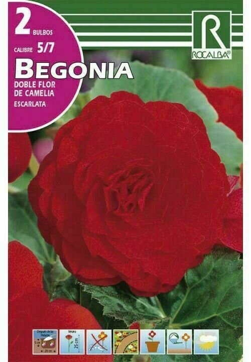 FLORES BULBOS BEGONIA DOBLES FLOR DE CAMELIA -ESCARLATA BULBOS DE PRIMAVERA