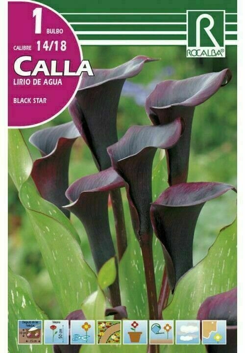 FLORES BULBOS CALLA BLACK STAR -NEGRO