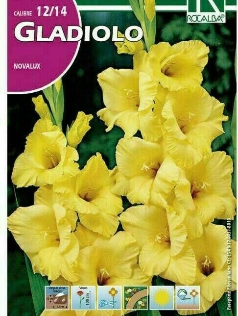 FLORES BULBOS GLADIOLO NOVALUX -AMARILLO BULBOS DE PRIMAVERA FLORES BULBOS GLADIOLO NOVALUX -AMARILLO BULBOS DE PRIMAVERA