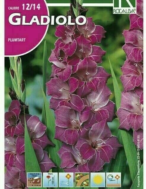 FLORES BULBOS GLADIOLO PLUMTART -PURPURA BULBOS DE PRIMAVERA FLORES BULBOS GLADIOLO PLUMTART -PURPURA BULBOS DE PRIMAVERA