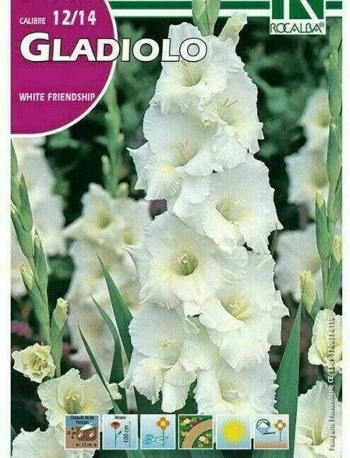 FLORES BULBOS GLADIOLO WHITE FRIENDSHIP -BLANCO FLOR RIZADA BULBOS DE PRIMAVERA FLORES BULBOS GLADIOLO WHITE FRIENDSHIP -BLANCO FLOR RIZADA BULBOS DE PRIMAVERA