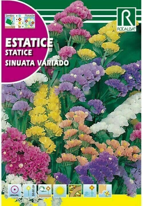 FLORES ESTATICE VARIADO