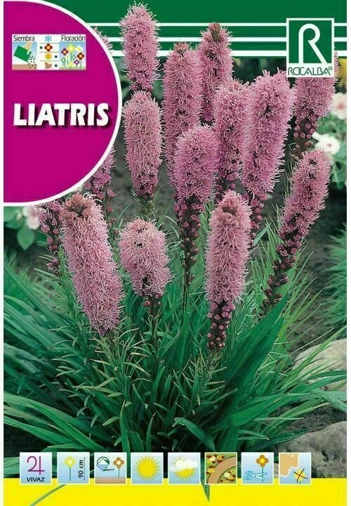 FLORES LIATRIS SPICATA