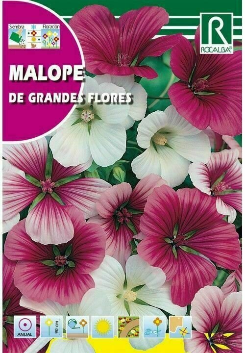FLORES MALOPE DE GRANDES FLORES VARIADA