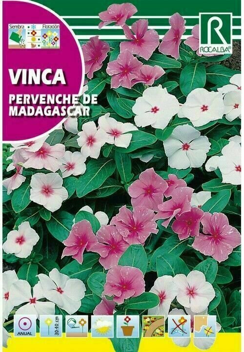 FLORES VINCA