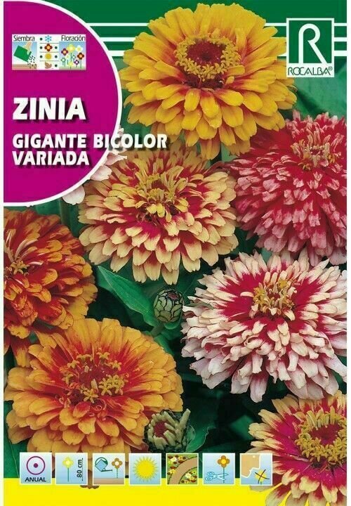 FLORES ZINIA