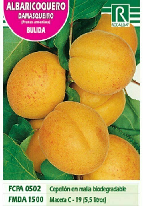 FRUTALES ALBARICOQUERO BULIDA -AMARILLO ROJIZO-