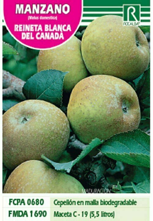 FRUTALES MANZANO REINETA BLANCA DEL CANADA -amariLLA-