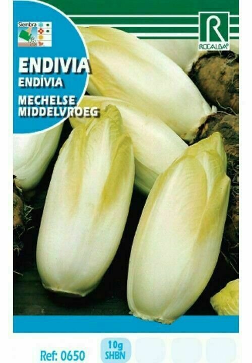 HORTALIZAS ENDIVIA MECHELSE MIDDELVROEG