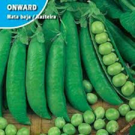 HORTALIZAS GUISANTE ONWARD AUSTRALIA MATA BAJA HORTALIZAS GUISANTE ONWARD AUSTRALIA MATA BAJA