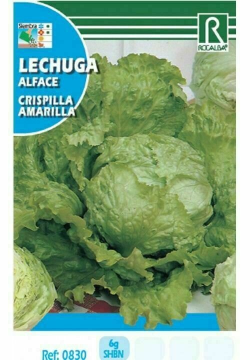 HORTALIZAS LECHUGA CRISPILLA AMARILLA