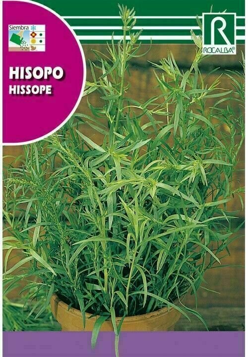 MEDICINALES, AROMATICAS Y CULINARIAS HISOPO