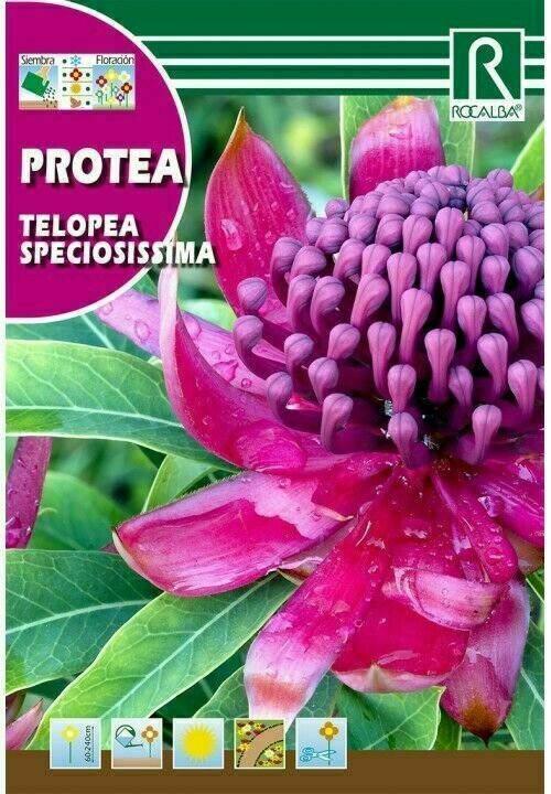 PROTEA FLOR TELOPEA SPECIOSISSIMA ROJA