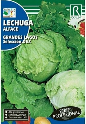 HORTALIZAS PROFESIONAL LECHUGA GRANDES LAGOS SELECCION DEX