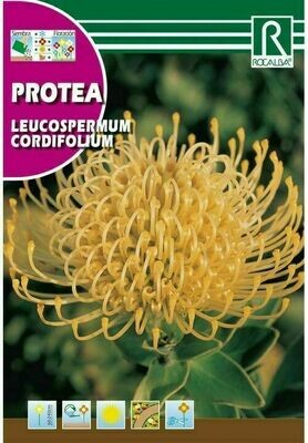 PROTEA LEUCOSPERMUM CORDIFOLIUM -AMARILLO-