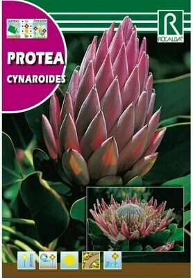 PROTEA CYNAROIDES