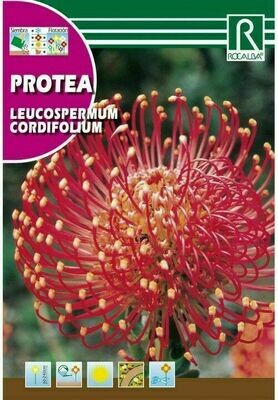 PROTEA LEUCOSPERMUM CORDIFOLIUM -ROJO