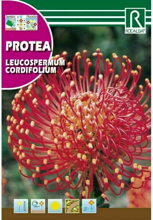 PROTEA LEUCOSPERMUM CORDIFOLIUM -ROJO