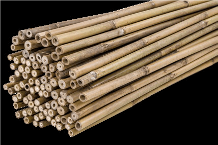 Tutor Bambú 240 cm - 20/22 mm