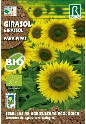 HORTALIZAS ECOLOGICAS GIRASOL PARA PIPAS