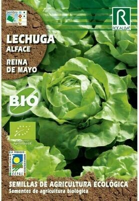 HORTALIZAS ECOLOGICAS LECHUGA REINA DE MAYO