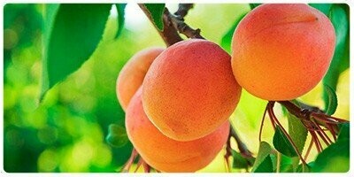 FRUTALES ENANOS