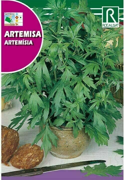 MEDICINALES, AROMATICAS Y CULINARIAS ARTEMISA