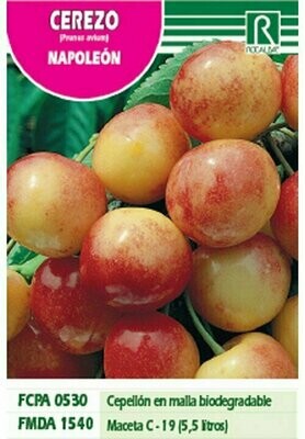 FRUTALES CEREZO NAPOLEON -blanco rosado-