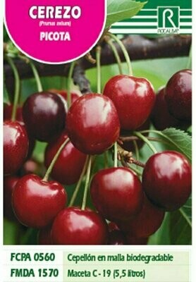 FRUTALES CEREZO PICOTA -rojo violaceo-