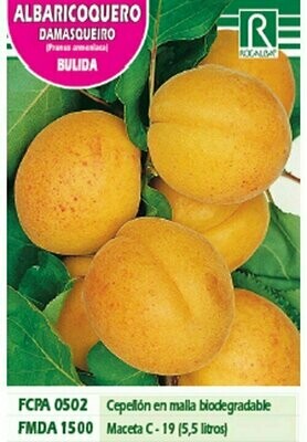 FRUTALES ALBARICOQUERO BULIDA -AMARILLO ROJIZO-