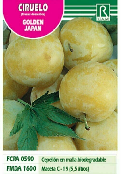 FRUTALES CIRUELO GOLDEN JAPAN -amarillo-