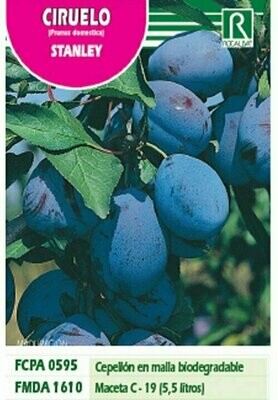 FRUTALES CIRUELO STANLEY -Azul intenso-