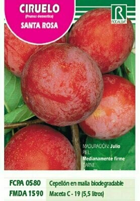 FRUTALES CIRUELO SANTA ROSA -ROJO VIOLACEO-