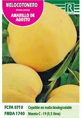 FRUTALES MELOCOTONERO AMARILLO DE AGOSTO -amarillO