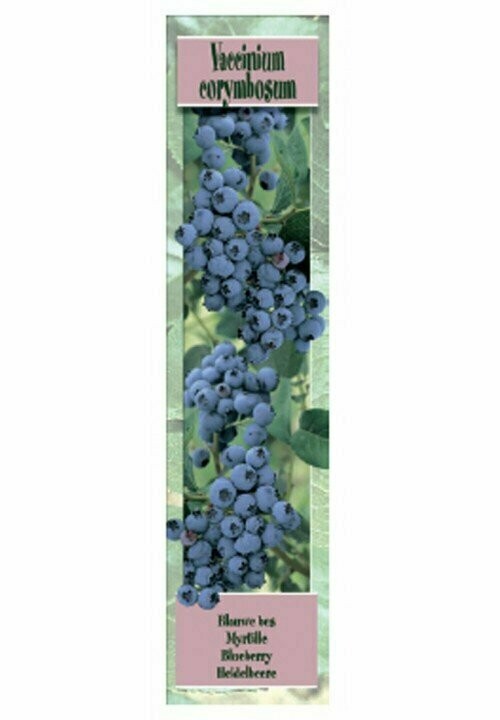 FRUTALES  BLUEBERRY -Arandano americano