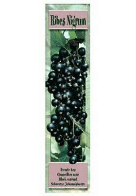 FRUTALES  RIBES NIGRUM -Grosellero Negro
