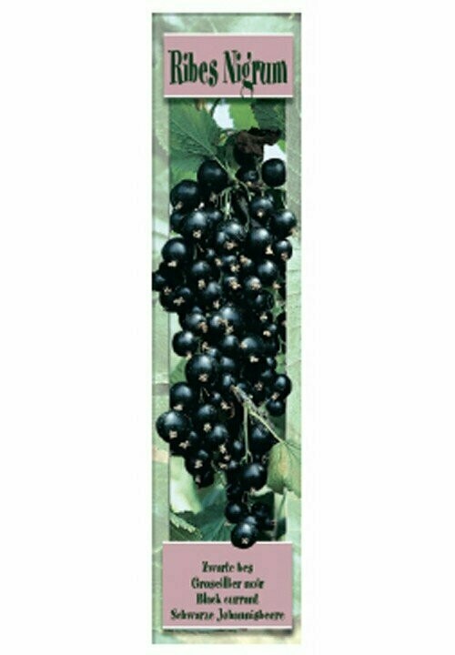 FRUTALES  RIBES NIGRUM -Grosellero Negro