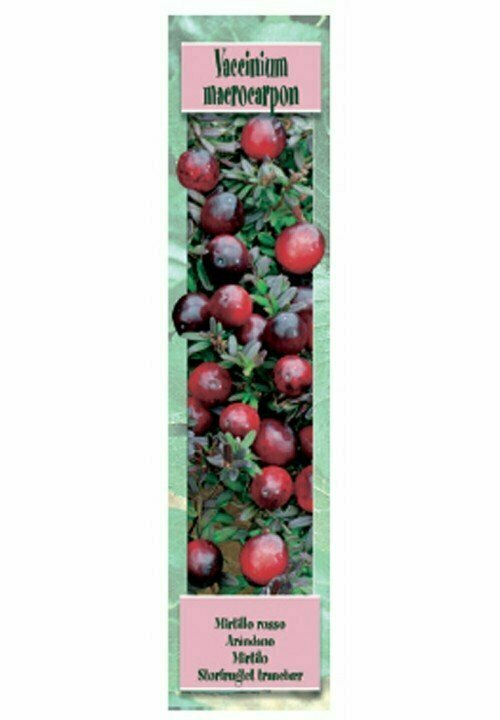 FRUTALES  CRANBERRY -Arandano