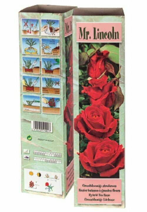 ROSALES MISTER LINCOLN -Rojo