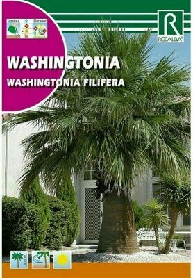 ARBOL WASHINGTONIA PLANTAS TROPICALES 