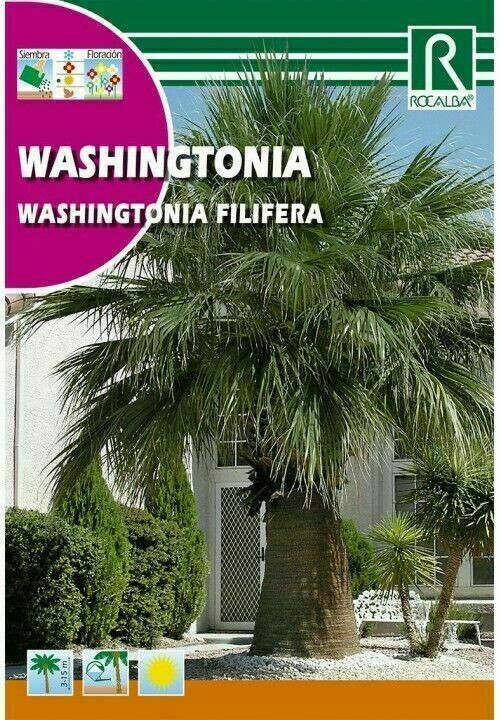 ARBOL WASHINGTONIA PLANTAS TROPICALES 