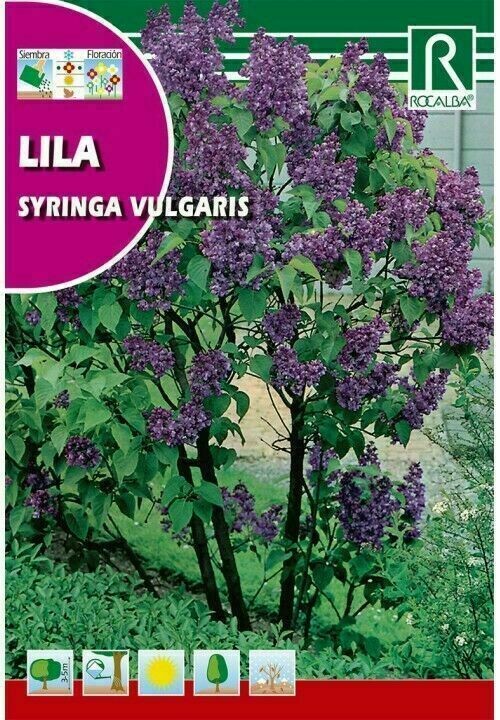 ARBOL LILA