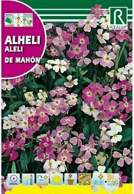 FLORES ALHELÍ DE MAHÓN VARIADO