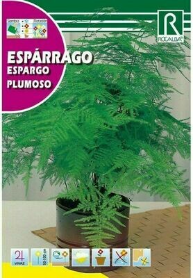 FLORES ESPÁRRAGO PLUMOSO